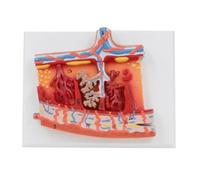Fetal Membrane Model Anatomy - Human Placenta Study with Umbilical Cord and Blood Vessels for Educational Use