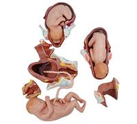 Fetal Model Delivery Simulator for Obstetrics and Gynecology Training - Anatomical Childbirth and Maturity Education Model