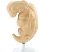 Fetal Model, Human Embryo Enlarged Model, Shows The Human Embryo Anatomy Structure, Maternity Midwifery Teaching Anatomy Model