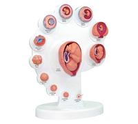 Fetal Organ Growth Model,4D Fetal Model,Fetal Growth Cycle Model Model,The Fetus Uterine Embryo Development Model, Human Anatomy Science Models.