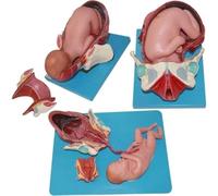 Fetal Organ Growth Model,The Fetus Uterine Embryo Development Model , Human Anatomy Science Models For Learning, Display And Teaching Medicine