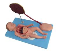 Fetus Anatomical Model With Umbilical Cord And Placenta, Full-Term Neonatal Viscera Model, 6 Removable Parts For Human Anatomy And Physiology Education