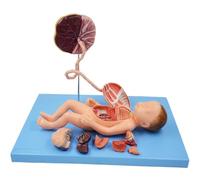 Fetus Anatomy Model with Detachable Parts, Neonatal Viscera Model for Educational Use in Schools and Medical Facilities