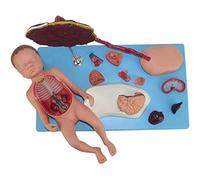 Fetus Anatomy Model with Umbilical Cord and Placenta - Detachable 13 Parts, Numbered Markings - Realistic Educational Tool for Schools and Hospitals