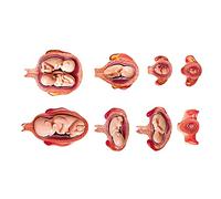 Fetus Development Model 8 Series Medical Anatomical Pregnancy Series Embryonic/Fetal Development 31X31x30cm