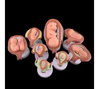Fetus Development Model Anatomy Model of Pregnancy Pelvis Set of 8 Human Embryo Fetus Development in Utero with Removabl