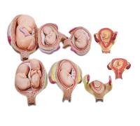 Fetus Development Model, Embryo Fetus Development in Utero, Anatomy Model of Pregnancy Pelvis, 8Pcs Period of Gestation, with Removable Parts, for Teaching Training Research Practice