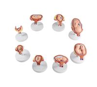 Fetus Development Model, Pregnancy Stages and Embryonic Development Set of 8 Models for Medical Teaching