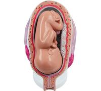 Fetus Model for Human Pregnancy Development, 8 Parts with Removable Organs, Educational Anatomy Model for Teaching Supplies