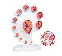 Fetus Organ Growth Model - 4D Embryo Development Teaching Tool for Gynecology and Pregnancy Education