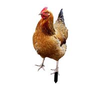 FewNvWa Metal Hen Sculpture for Garden Stake, Chicken Figurine Ground Insert for Outdoor Art, Multi, 33x15.2x0.1cm