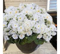 Fezaphy 6 Bundles Artificial Flower Plants Outdoor UV Resistant White Fake Geraniums Plants Outdoor Artificial Geranium Silk Flowers in Planter for Garden Balcony Front Porch Window Decorations