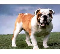 FFCJJD Diamond Painting Art Kits Old English Bulldog 5D Diamond Painting Kits for Adults,DIY Square Full Drill Embroidery Paintings Pasted Pictures Arts Home Wall Decor(30x40cm/12x16in)