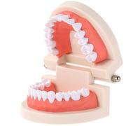 FGXY Dental Adult Standard Teeth Model, Children Demonstration Teeth Brushing Model Dental Tools False Teeth for Hospital Dentists, for Kids, Dentist Students, Patient, Teaching, Studying, Displaying
