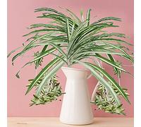 FGYZYP 2Pcs Artificial Chlorophytum, Faux Silk Spider Plant Stem, Simulation Fake Flowers Ivy Green Leaves Wall Hanging Basket for Home Garden Office Hotel Party Wedding Indoor Outdoor Decoration