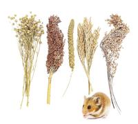 Fhiny Natural Hamster Sprays Edible Hamster Bedding Air-Dried Grain Set for Habitat Decor Mice Cage Accessories for Gerbils Lemmings Parrots Rats and Other Small Animals（0.2lb）