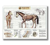 FHMDREUP Anatomy of Horse Posters Horse Knowledge Farm Club School Education Kitchen Home Wall Decoration Gift Unframed 12x16inch
