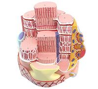 FHSLKXIM 40000 X Magnification Model Of Skeletal Muscle, Anatomical Model Of Human Skeletal Muscle Fibers, Histology Of Collagen Fiber Network Under Magnifying Glass
