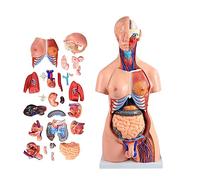 FHSLKXIM 85Cm Anatomical Human Torso, 40 Pieces, Unisex Torso Body Model,Educational Medical Aid,Heart,Brain,Skeleton,Internal Organs School Medical Education Exhibition