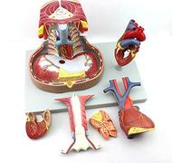 FHSLKXIM Anatomical Mediastinal Of The Heart - Thoracic Thymus And Mediastinal Medical Anatomical Respiration Model - Human Human Anatomy For Help To Educational Formation
