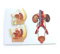 FHSLKXIM Anatomical Model Of Human Organs, Model Of Male And Female, Medical Anatomical Model Of The Urogenital System - For The Teaching Of The Medical Model