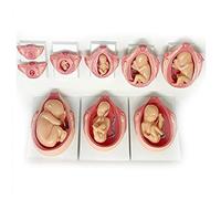 FHSLKXIM Anatomical Model Of Pregnancy Organs, Model Of Human Fetal Development, Model Of Pregnancy Basin, Models Of 1. Up To 9. Fetus