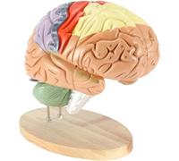 FHSLKXIM Anatomical Model Of The Human Brain.4 Parts Of The Brain That Operate With Labels For Teaching Brain Extended 2 Times.Model For Teaching And Investigating.