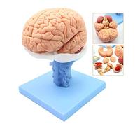 FHSLKXIM Anatomical Model Of The Human Brain - Natural Size System Model Of The Encephalic Model Interventricular Cerebellar Model - 15 Pieces Of Disassembly