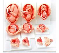 FHSLKXIM Anatomy Diagram Anatomical Model Human Muscular System Anatomical Learning Model Or Teaching Material Female/Male