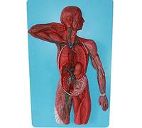 FHSLKXIM Anatomy Model Human Anatomy Model - Human Lymphatic System Model Kidney With Adrenal Models Urology Nephrology,For Doctors Office Educational Tool