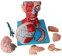 FHSLKXIM Anatomy Model, Scientific Anatomical Human Model - Anatomical Model Of The Muscle Of The Human - Model Of The And Neck Muscle