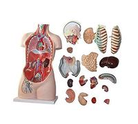 FHSLKXIM Body Anatomy Educational Model 85 Cm, Anatomical Internal Organs Human
