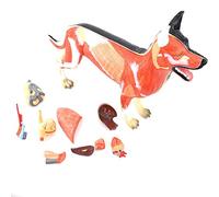 FHSLKXIM Canine Organs Muscles Anatomical Model Canine Organ Tissues Muscles Organ Exemplaries Higher Vocational Training Livestock Veterinary Training Models
