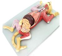 FHSLKXIM Cat Anatomy Model 4D Vision Human Anatomy Model Pet Organ Visceral Muscle Nerve Animal Breeding Visceral Muscle Nerve For Medical Science Model