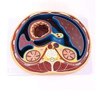 FHSLKXIM Cross-Sectional Model Of The Human Abdomen, Anatomical Model Of The Chest, Model Of The Liver, Spinal Section, Important Teaching Aids For Medicine