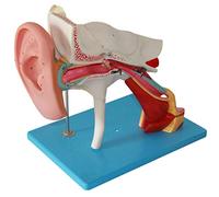 FHSLKXIM Detachable Ear Model Human Organ Anatomical Model - Anatomical Human Giant Ear Model - Ear Anatomical Enlargement Model - For Study Display Teaching Medical Model
