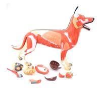 FHSLKXIM Dog Organ Tissue Muscle Skeleton Anatomy Model, 11-Part Wolf Canine Specimens, For Animal Breeding And Veterinary Teaching