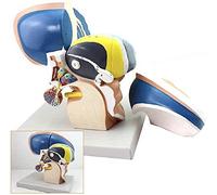 FHSLKXIM Educational Materials, Human Anatomy Models - Anatomical Model Of The Talamic Brain - 3 Times Medical Model Of The Támamo Intuitive Scientific Anatomy