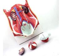 FHSLKXIM Educational Model Anatomical Model Of The Inner Wall Organ, Anatomical Model Of Human Organs, Demonstration Model For The Urogenital Area