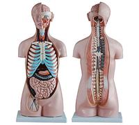FHSLKXIM Educational Model Teaching Model 85 Cm Human Asexual Torso Model 20 Pieces Of The Half -Body Torso With Internal Organs Anatomical Model