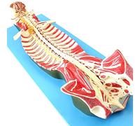 FHSLKXIM Human Anatomical Model Human Spine Anatomical Model Of The Spinal Channel Shows The Brain And Cerebellar Nerves Spinal Nerves Inside The Channel