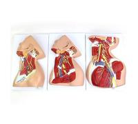 FHSLKXIM Human Cervical Blood Vessels Nerves Anatomy Model, Life Size Human Anatomical Neck Muscles Blood Vessels Nerves Model