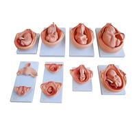 FHSLKXIM Human Embryonic Development Process Model - Pregnancy Development Process Model - 1:1 Fetus Development Model - Anatomy Model of Pregnancy Pelvis