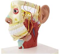 FHSLKXIM Human Head Model, Human Anatomical Half Head Face Anatomy Brain Neck Median Study Model, Nerve Blood Vessel For Studying Teaching Supplies For School,Education