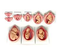 FHSLKXIM Human Model for Anatomy, Fetus Formation Process Model Gynecology Model Human Pregnancy Embryo Development Model Fetal Development 8-Piece Set for Teaching Tool