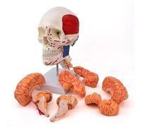 FHSLKXIM Human Skull Brain Muscle Brain Model Cerebral Artery Anatomical Model 1:1 Brain Model Skull Model Skull Attached Muscle Origin And End Point And Brain Model Cranial Neurology