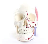 FHSLKXIM Human Skull Model with Brain, Life Size Replica Medical Anatomy Adult Skull Model with Detachable Skull And Articulating