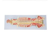 FHSLKXIM Human Spine Anatomical Model, Spinal Nerve Model in The Spinal Canal Brain And Cranial Nerves, Spinal Nerve Bone Model in The Spinal Canal-Teaching Aids