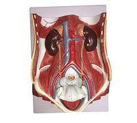 FHSLKXIM Human Urinary System Model, Human Male Female Urinary System Model Bladder Abdominal Cavity Posterior Abdominal Wall Renal Anatomical Biology
