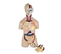 FHSLKXIM Medical Torso Anatomy Model 85Cm Human Body Model Anatomy Torso Life Size Unisex Doll Medical Torso Education Organs Model for Students Science Learning Study